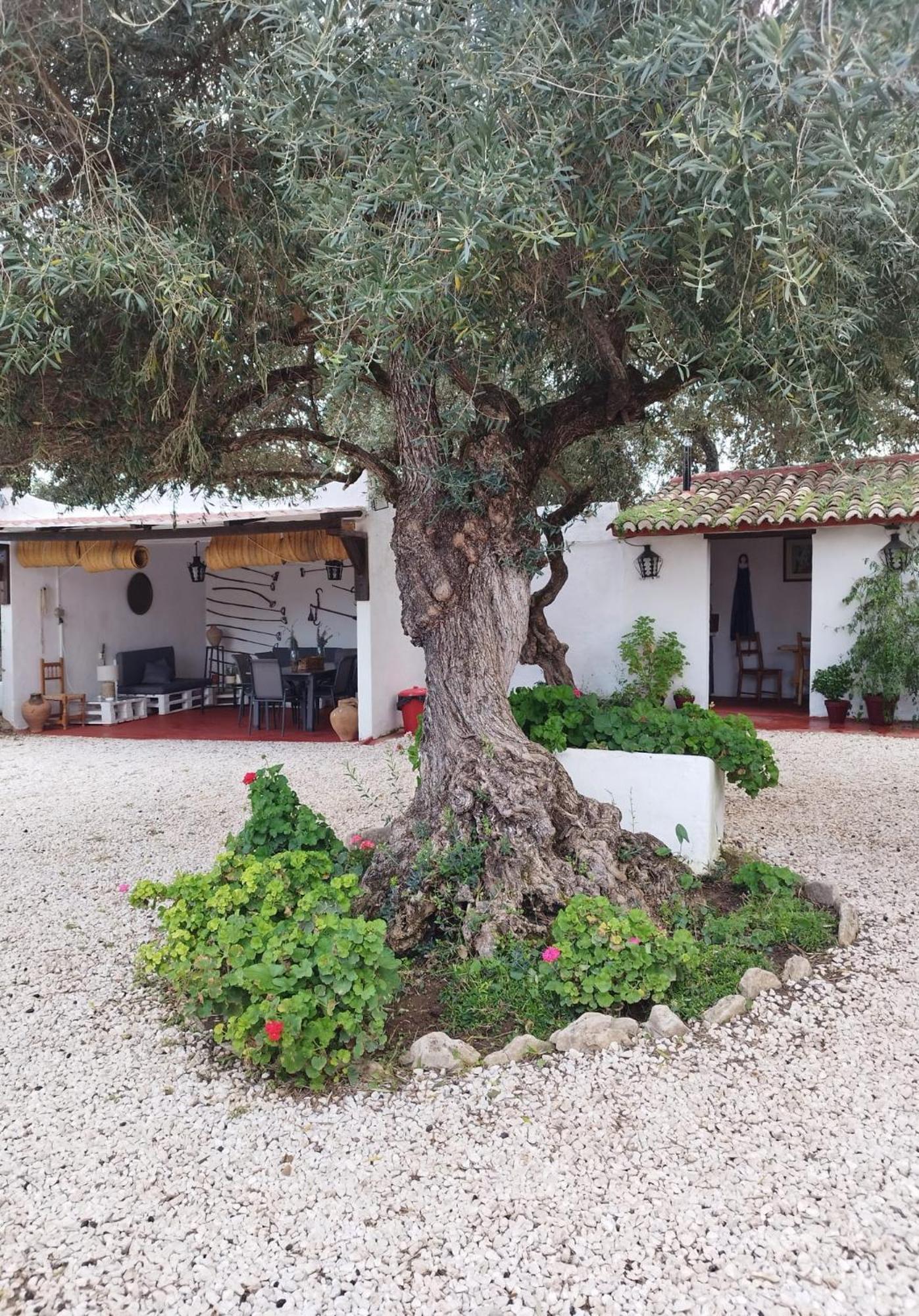 Casa Abanto Villa Ronda Exterior photo